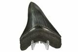 Serrated, Fossil Megalodon Tooth - Collector Quality #124554-1